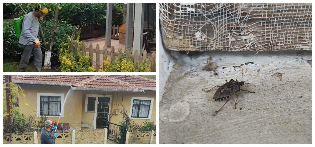 KAHVERENGİ KOKARCA İLE MÜCADELEMİZ ARALIKSIZ SÜRÜYOR