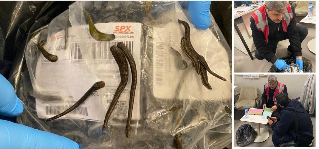 İSTANBUL HAVALİMANI’NDA 5 BİN ADET TIBBİ SÜLÜK ELE GEÇİRİLDİ