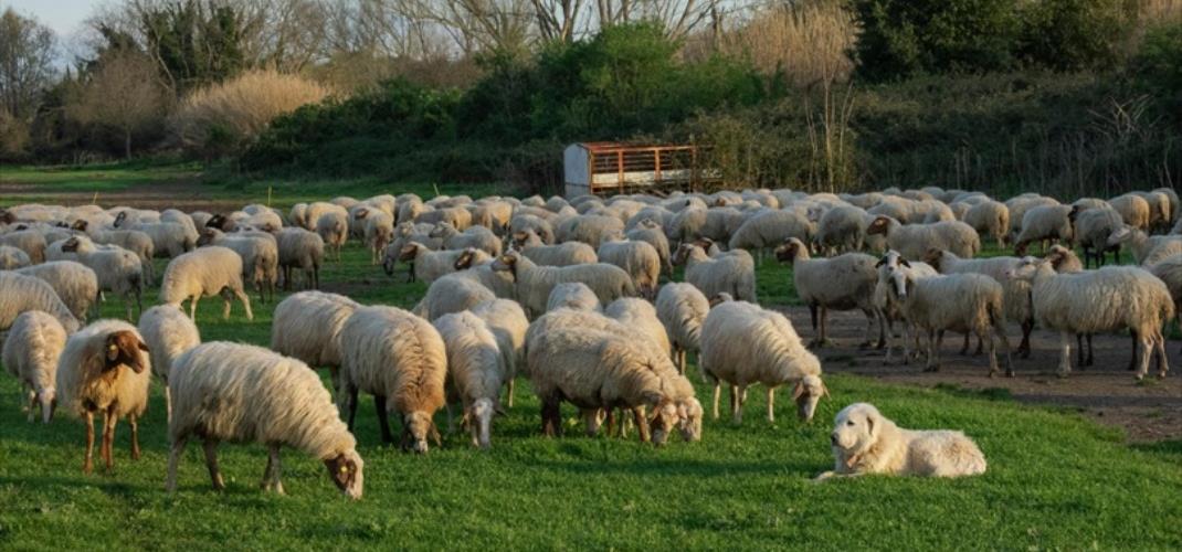 KIRSALDA BEREKET KÜÇÜKBAŞA DESTEK PROJESİNDE BAŞVURULAR BAŞLADI