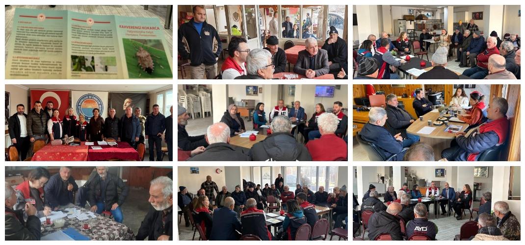 KAHVERENGİ KOKARCA İLE MÜCADELEMİZ KARARLILIKLA SÜRÜYOR