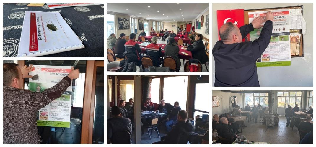 KAHVERENGİ KOKARCA İLE MÜCADELE KAPSAMINDA BİLGİLENDİRME ÇALIŞMALARIMIZ SÜRÜYOR